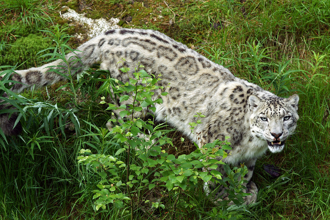 Biodiversity survey reveals that more species are threatened with extinction than previously thought.