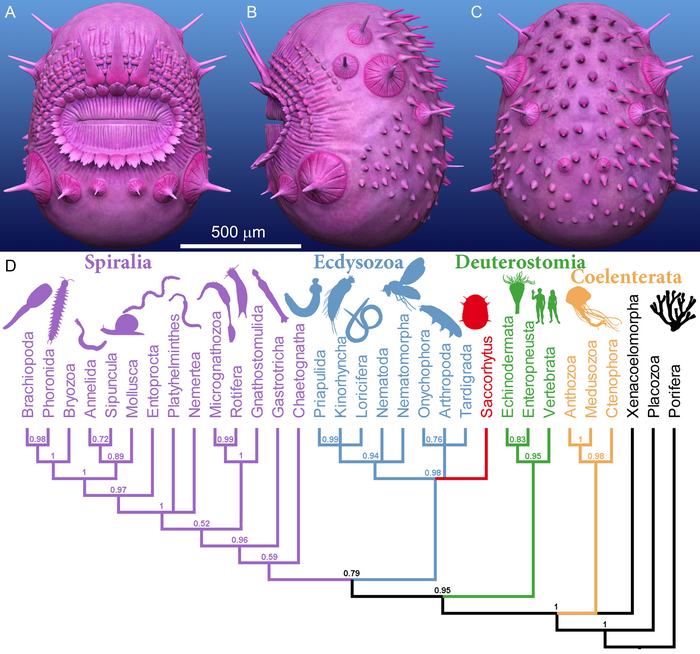 New evidence proves saccorhytus is ecdysozoan