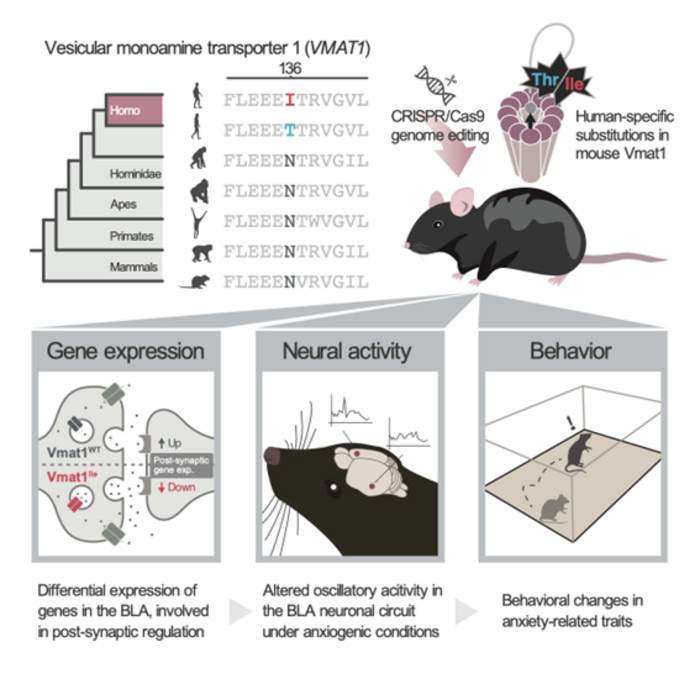 A brain mechanism underlying the evolution of anxiety