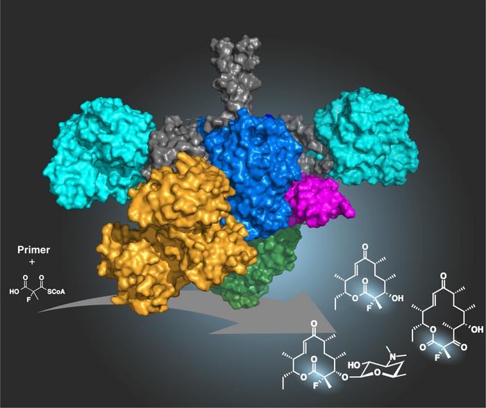 A new biosynthesis method has been developed to produce antibiotics from natural substances