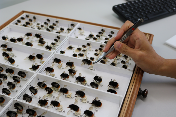 Museum collections indicate bees increasingly stressed by changes in climate over the past 100 years