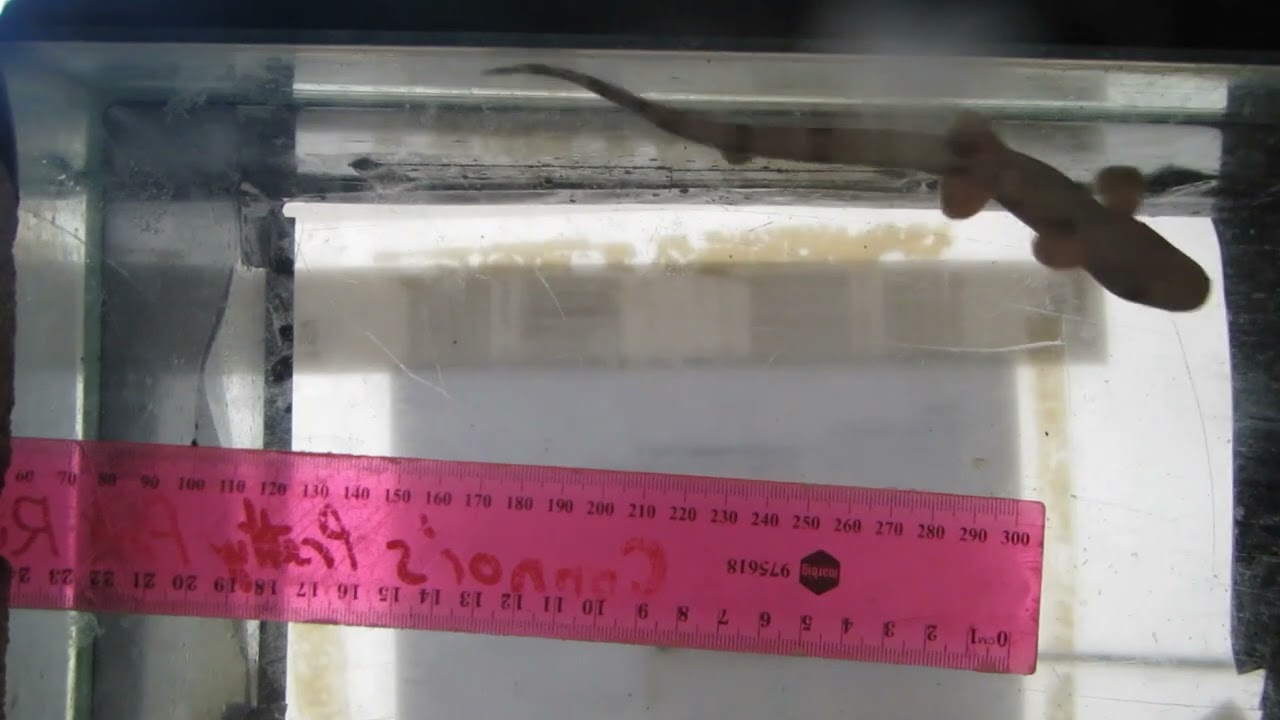 Study first to explore ‘walking’ sharks on the move in early life stages