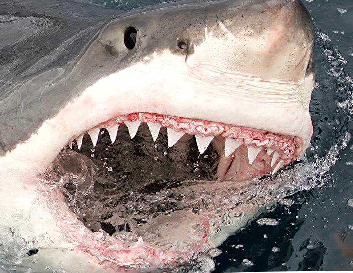 Sea secret surfaces in the Great Australian Bight