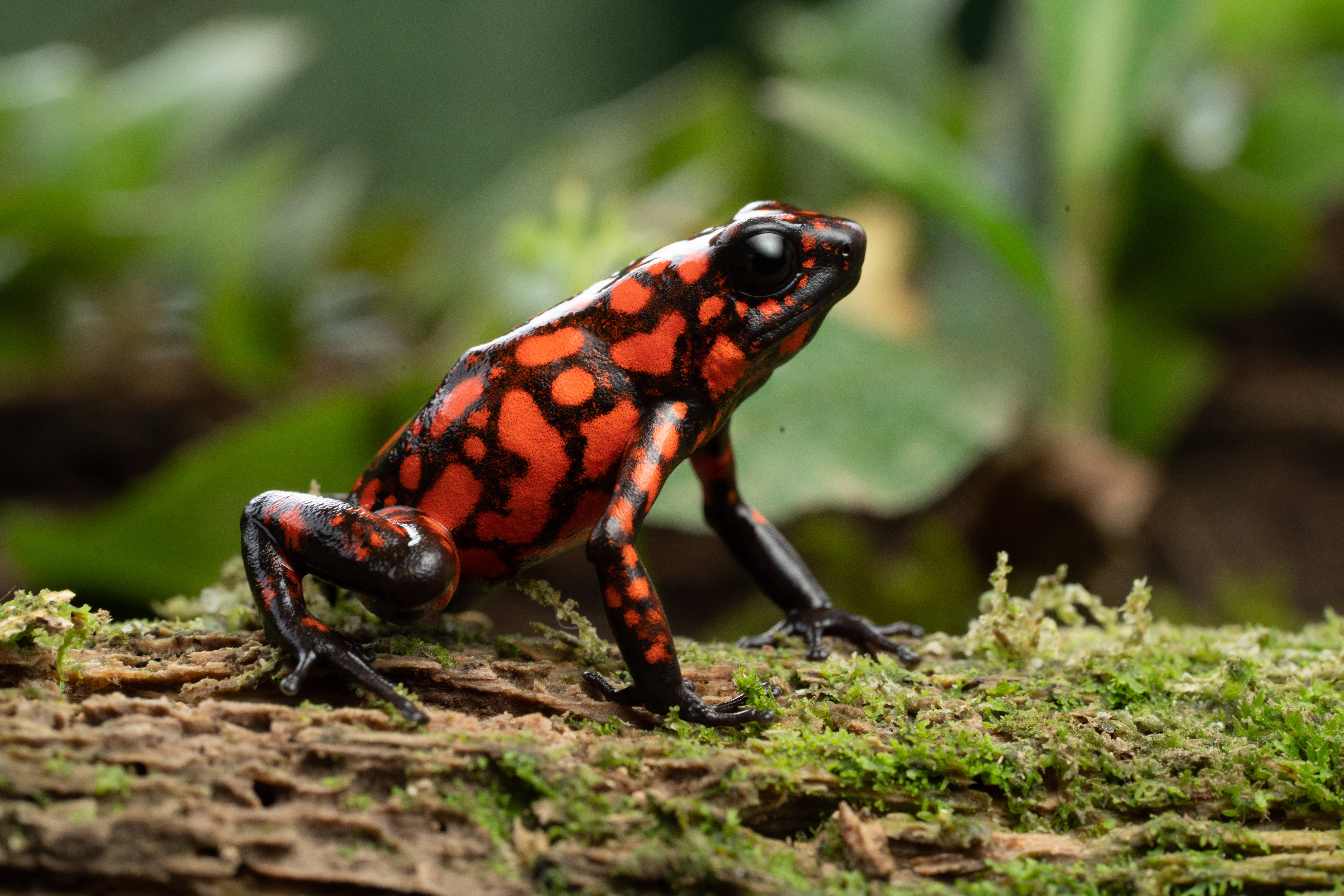 Welcome to the Super/Natural world of animals and their almost-magical powers.