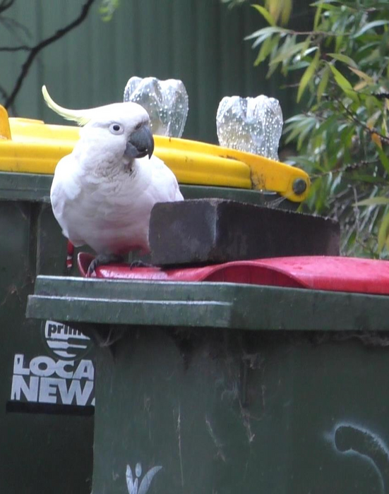 In Australia, cockatoos and humans are in an arms race over garbage access