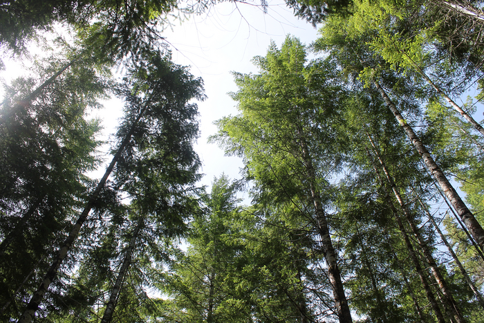 Forests’ carbon uptake will be compromised by climate change, leaf temperature study suggests