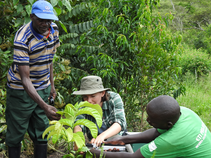 Trees get overheated in a warmer rainforest