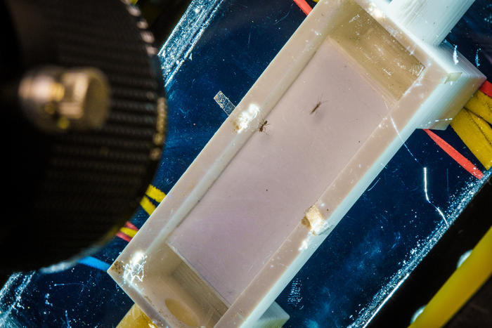 The physics of walking is simpler than we thought