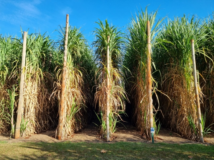 Researchers identify genes potentially responsible for sugarcane’s resistance to pests, cold and drought