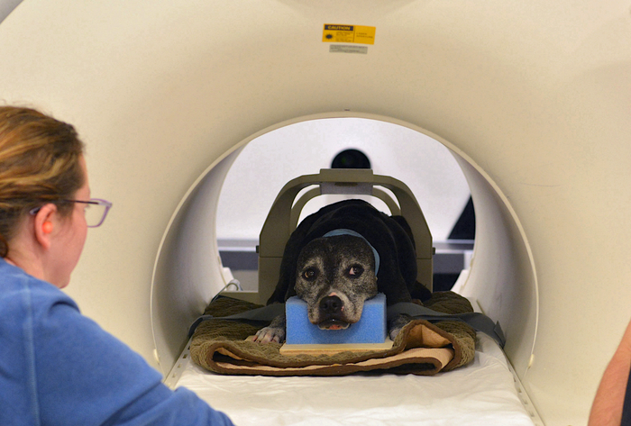 Machine learning gives glimpse of how a dog’s brain represents what it sees