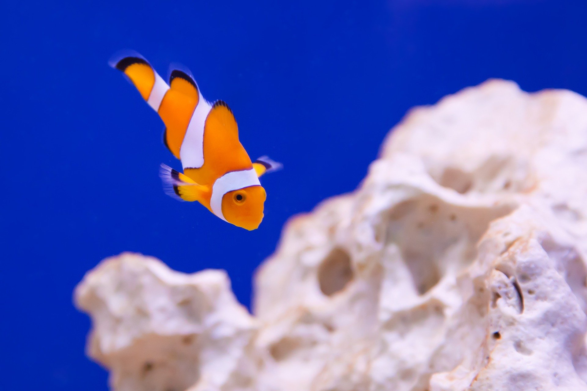 Warming oceans are changing Australian reef fish populations