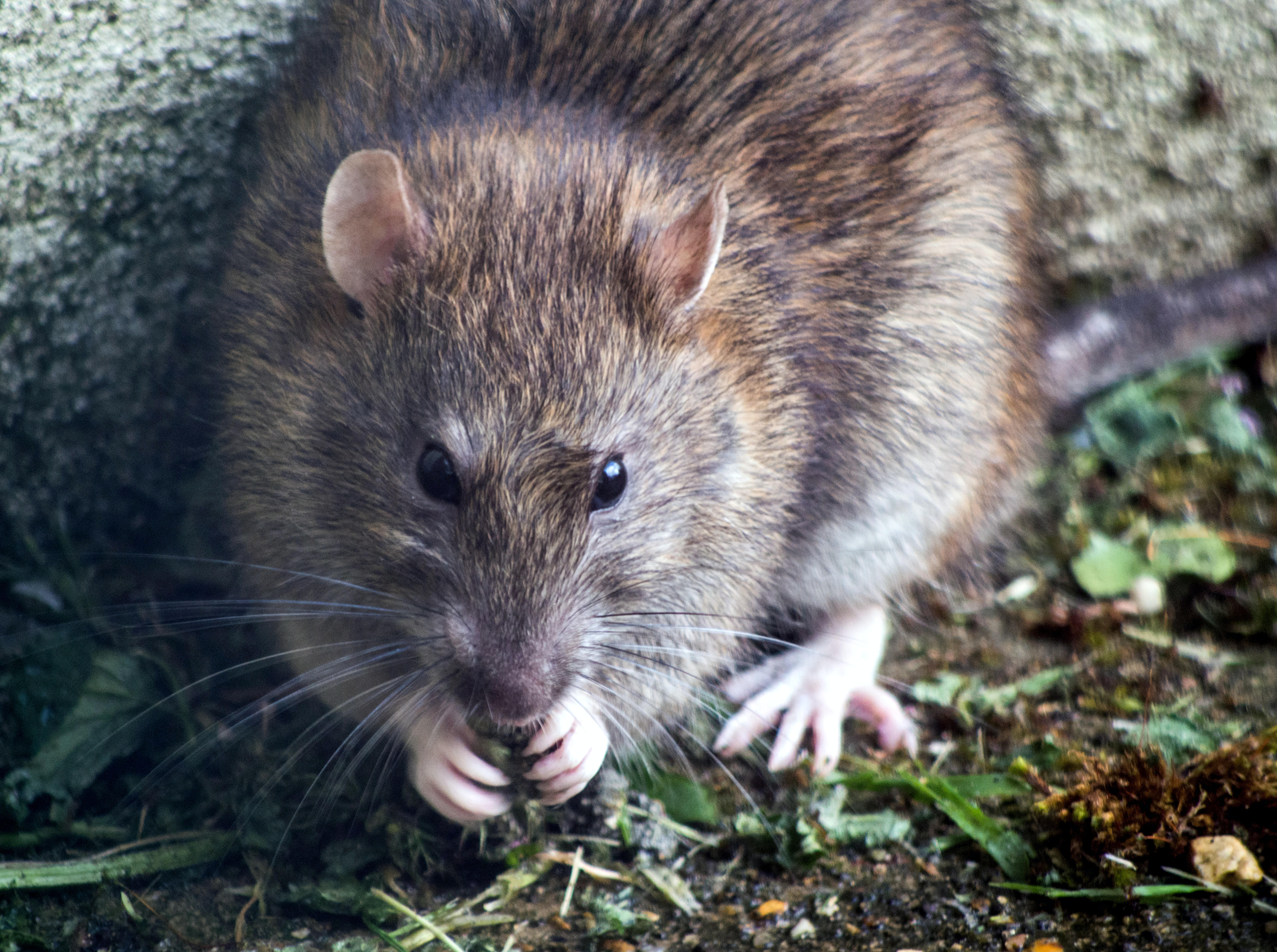 A national strategy for pest-eradication, and some key challenges