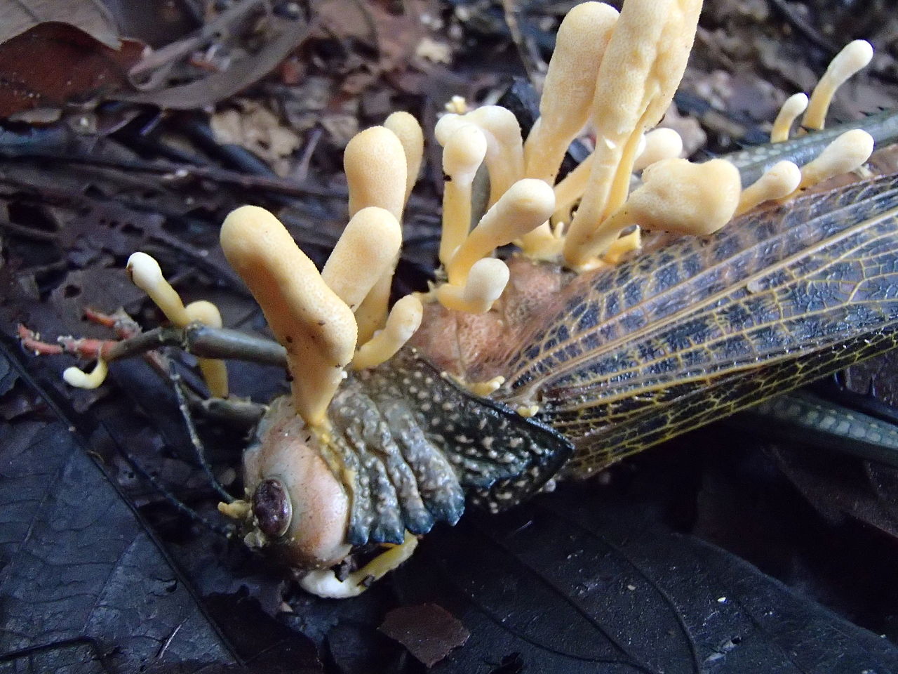 Mushroom that grows on insects could help develop new anti-viral medications and cancer drugs.