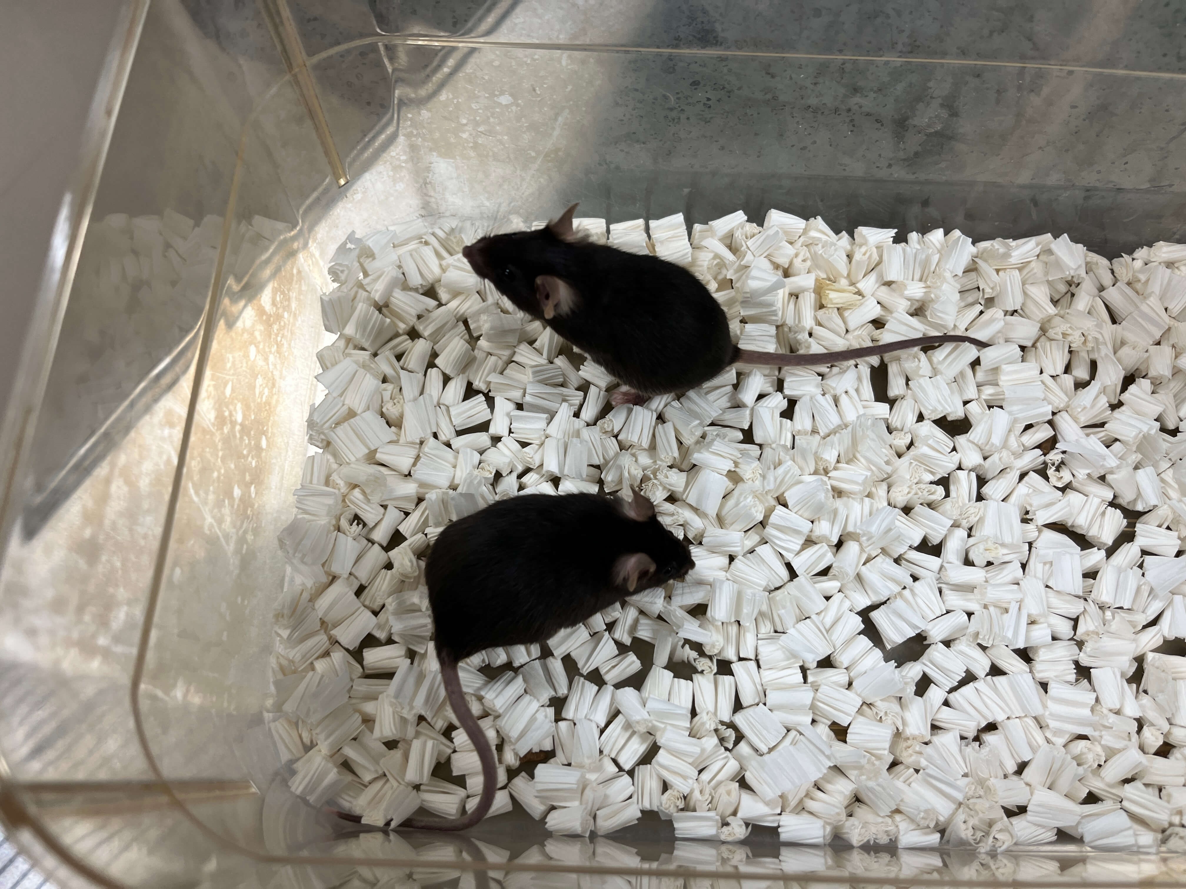 Detecting Alzheimer’s disease in the blood