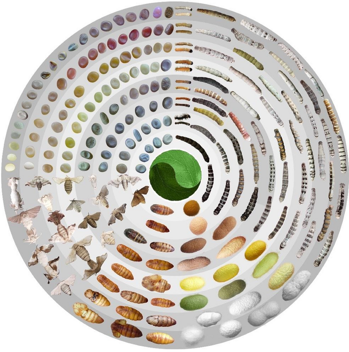 Scientists sequenced the world’s largest pangenome to help unlock genetic mysteries behind finer silk