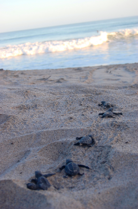 Sensor disguised as a sea turtle egg allows conservationists to remotely predict nest hatching time.
