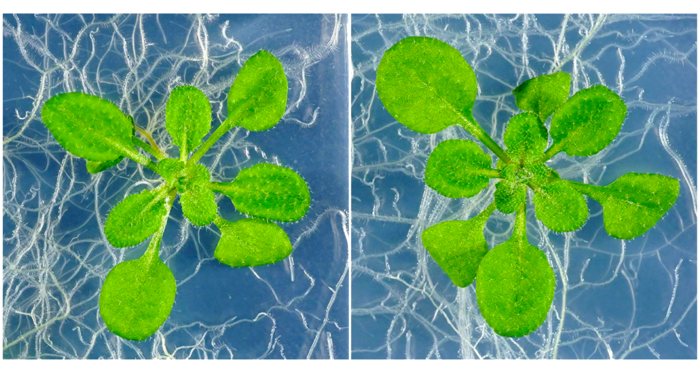 Discovery of family of hormones may be key to increased crop yields.