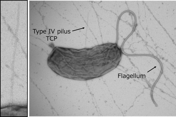 Deadly piston pump: how a colonization factor is secreted by bacterial type 4 pili.