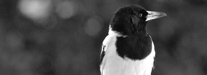 How are birdsongs composed? Listening to the Australian pied butcherbird