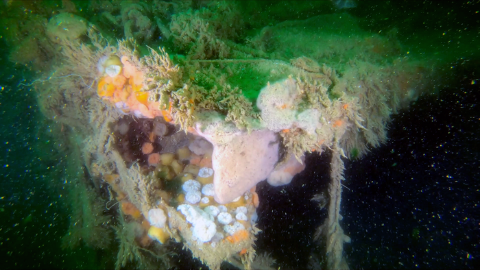 WWII shipwreck has leaked many pollutants into the sea, changing the ocean floor around it
