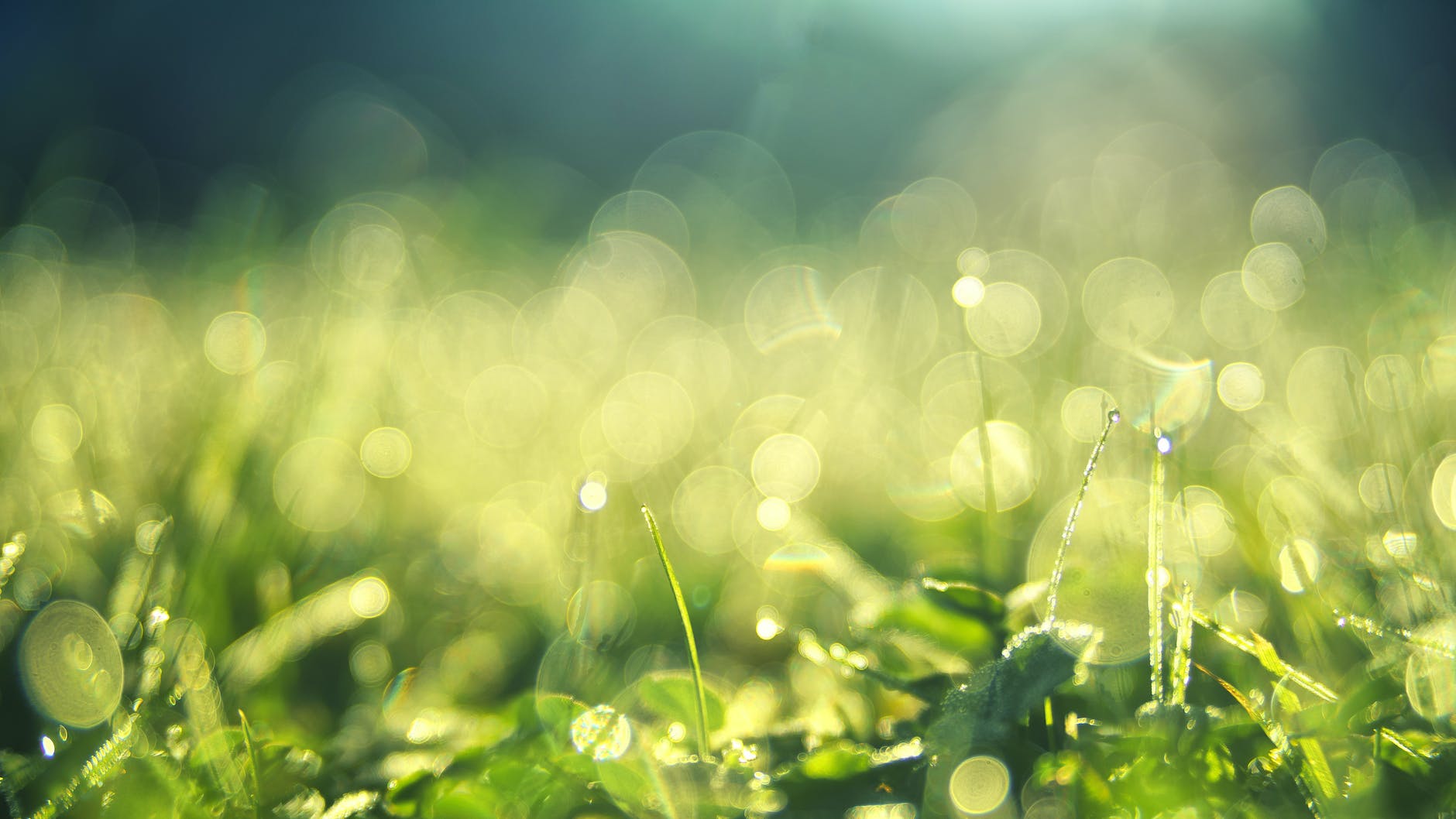 “Plant blindness” is caused by urban life and could be cured through wild food foraging, study shows