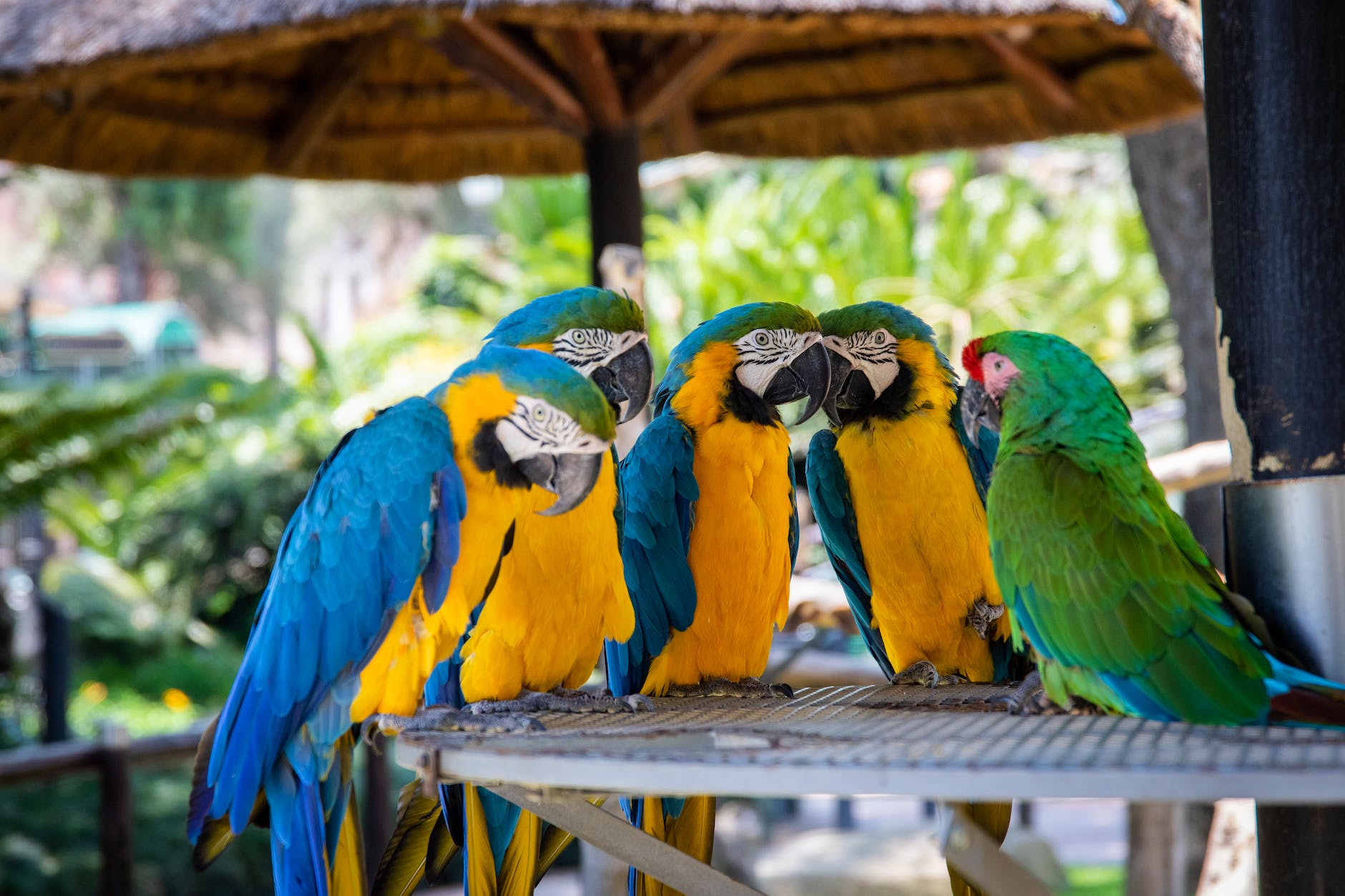 Feeling chirpy: Being around birds is linked to lasting mental health benefits.
