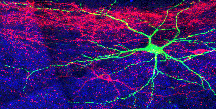 Pair of studies uncover surprising new roles for spinal cord and brainstem in touch