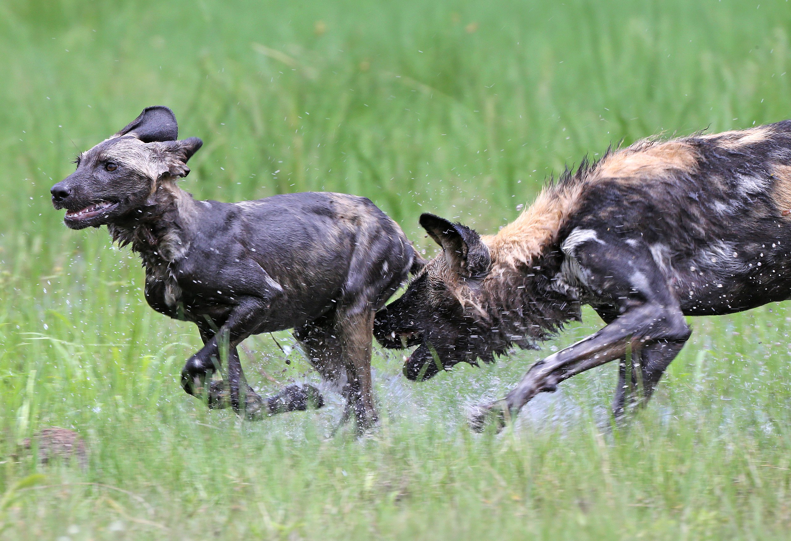 The Big Picture: The African Wild Dog.
