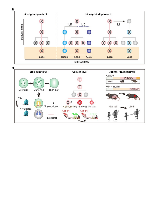 How is puberty onset developmentally programmed?