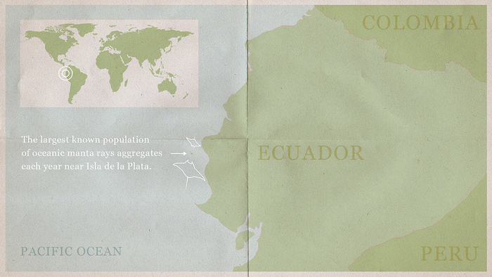 Largest known manta ray population is thriving off the coast of Ecuador, new research shows