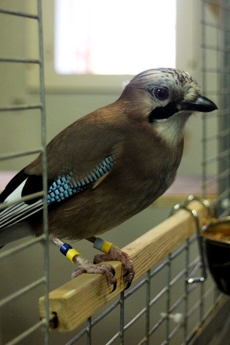 Just like humans, more intelligent jays have greater self-control.