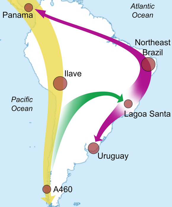 Ancient DNA analysis sheds light on the early peopling of South America.