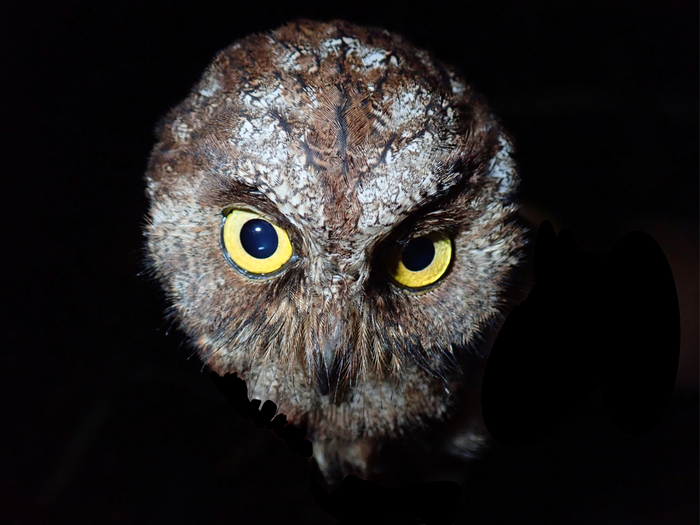 New species of owl discovered in the rainforests of Príncipe Island, Central Africa