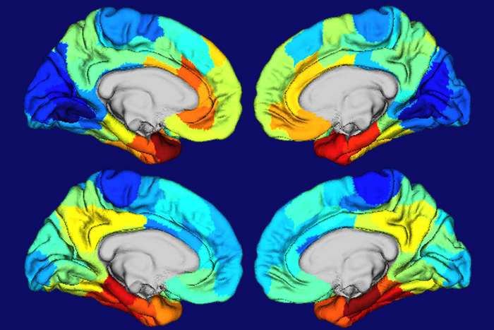 Study yields clues to why Alzheimer’s disease damages certain parts of the brain