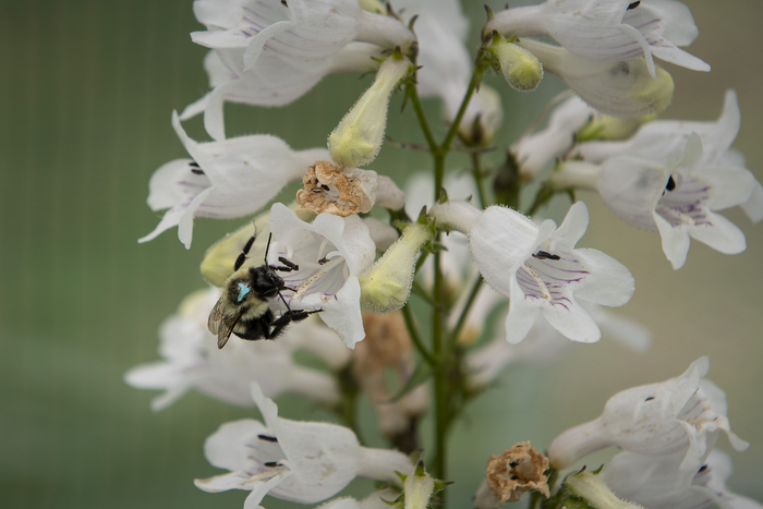 Want to save the bees? Pay attention to pathogens and flowers.