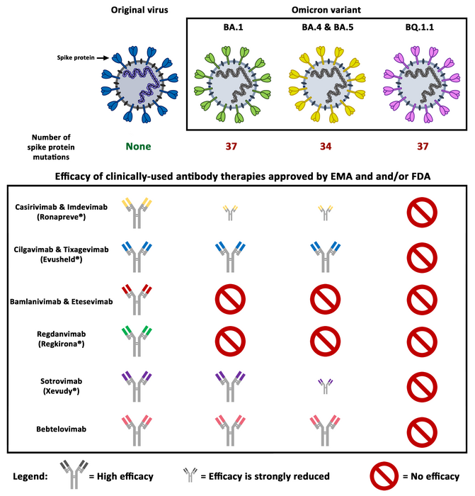 New Omicron subvariant BQ.1.1 resistant to all therapeutic antibodies