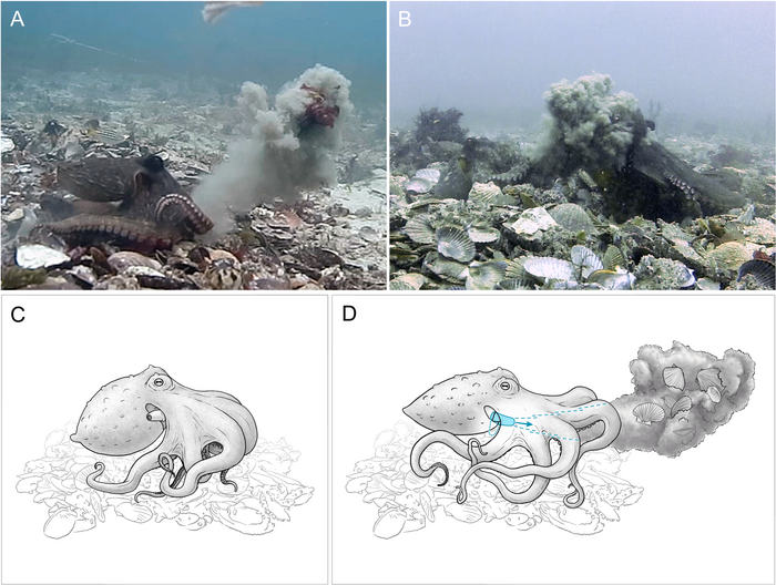 Octopuses caught on video throwing silt and shells around themselves and at each other.