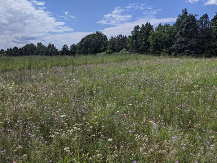 MSU shows how history can affect the success and failure of ecological restoration