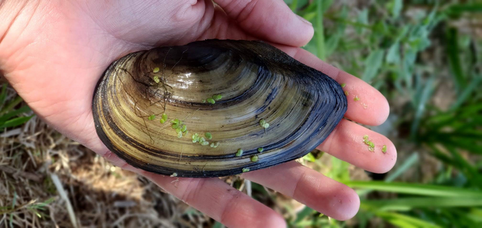 Mussel survey reveals alarming degradation of River Thames ecosystem since the 1960s