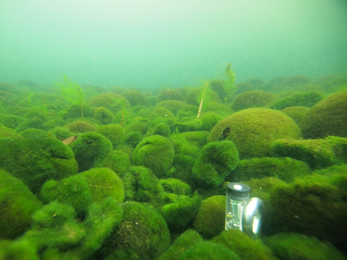 Massive “marimo” algae balls at risk from deadly winter sunburn