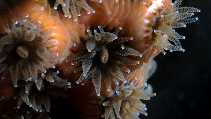 Hibernating corals and the microbiomes that sustain them