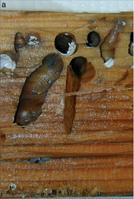 Wood-eating clams use their poop to dominate their habitat