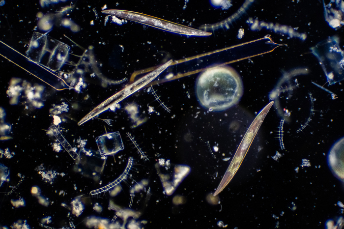 Metabolic hack makes ocean algae more resilient to 21st century climate change
