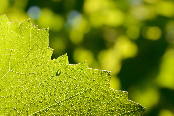 Decoding the secret language of photosynthesis