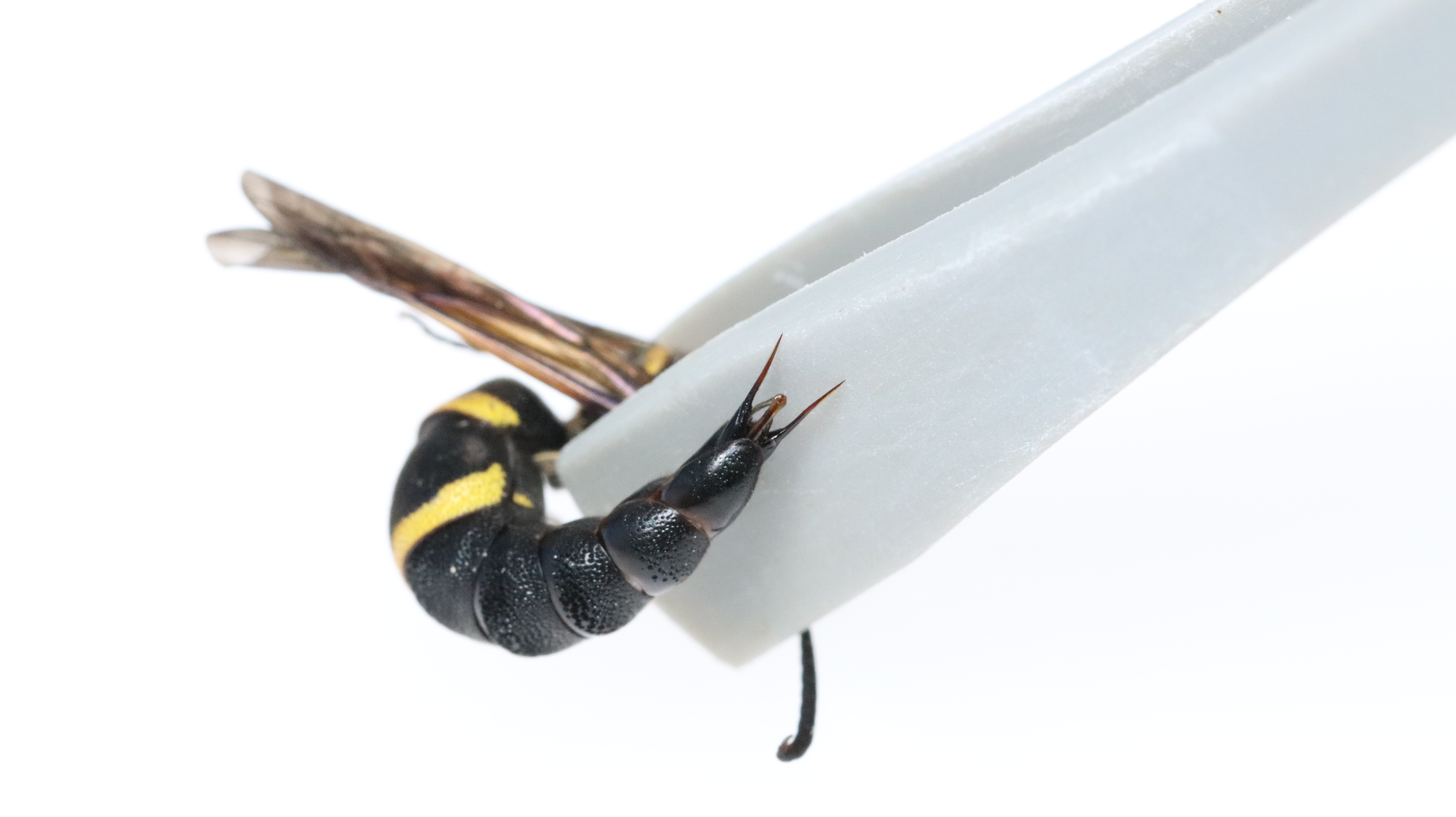 Male wasps also have a sting in the tail, using genital spines to defend themselves
