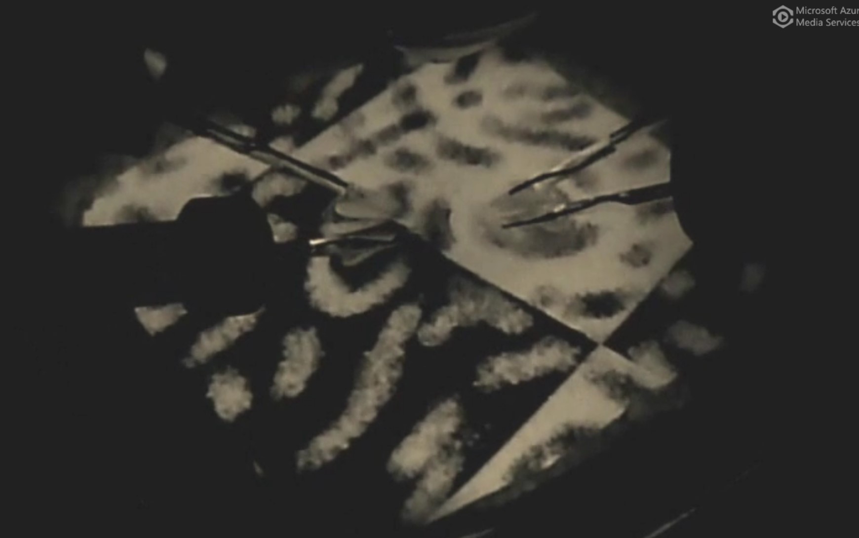 Lost fish find their way, thanks to their ‘ancient brain’