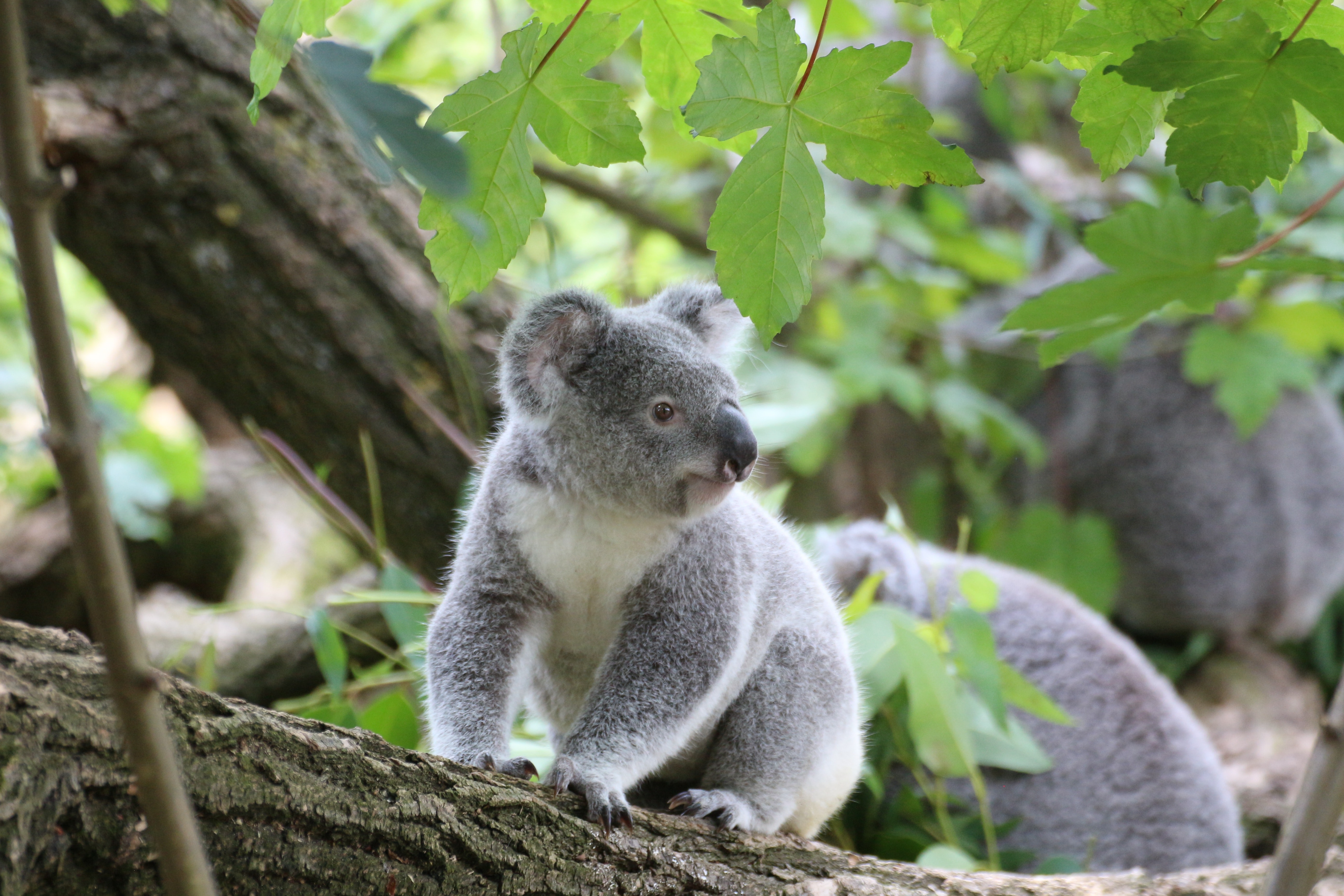 Extinction cascades caused by land use and climate change will wipe out more than a quarter of world biodiversity