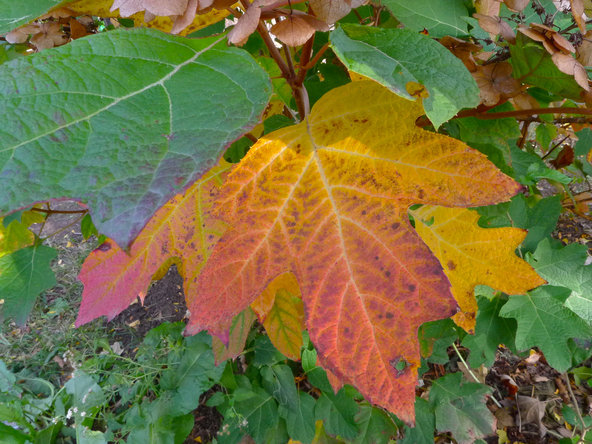 SCI-NY: Fallen leaves, clever trees, and stockpiling for the winter.