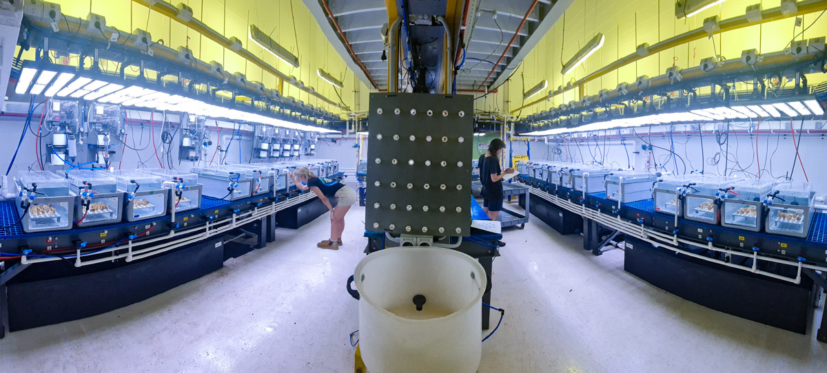 Climate change puts the brakes on speedy corals