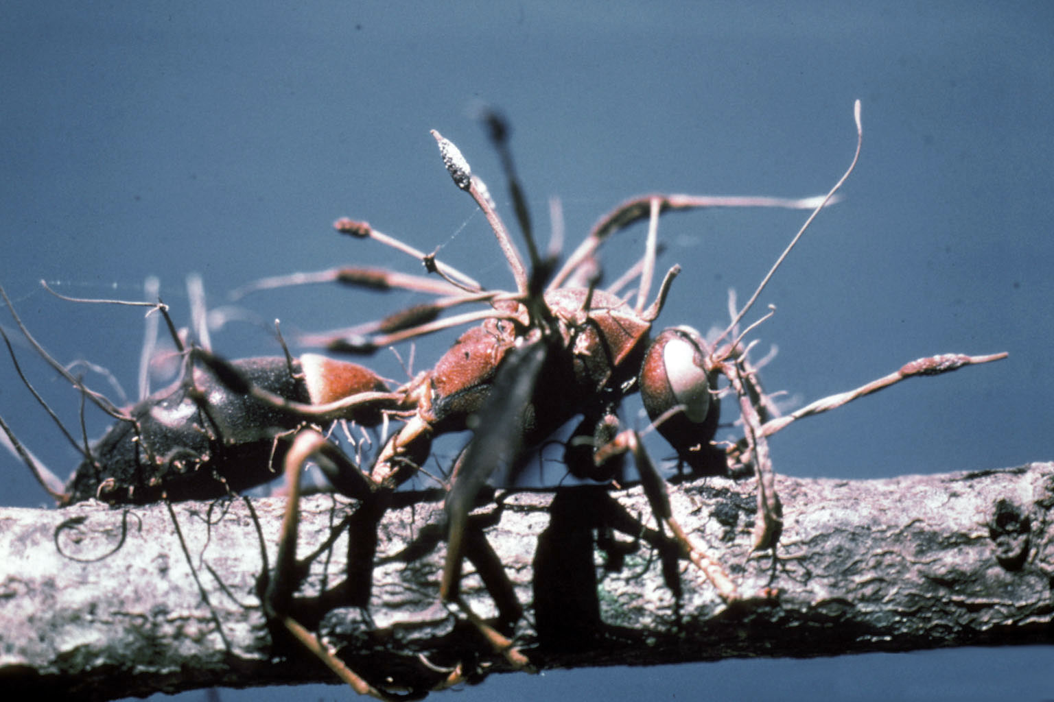 DAILY DOSE: Could brain-eating fungi destroy the human race?; Anti-Abortion activists aren’t done with Roe V. Wade yet.